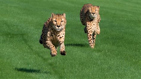 Cheetah Race! .